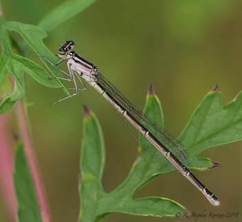 Enallagma durum, female